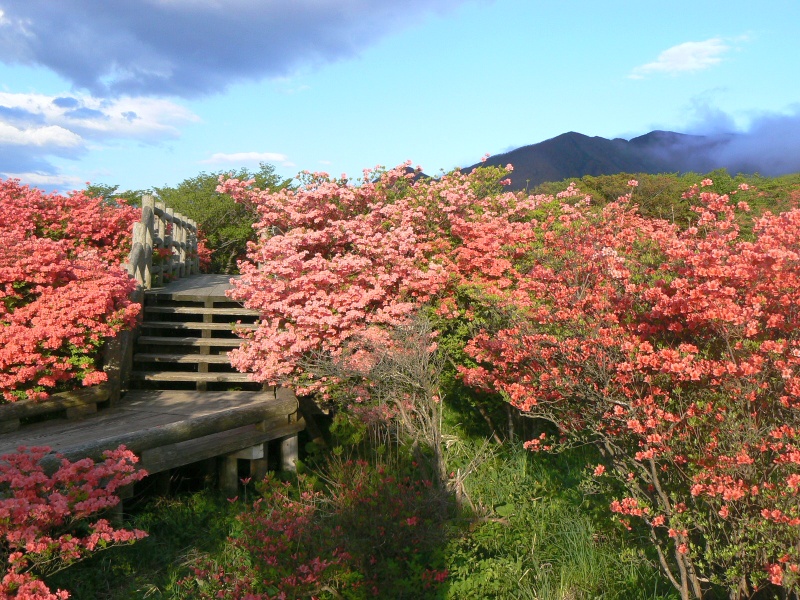 2010年5月28日の八幡つつじ開花状況_a0011690_9431513.jpg