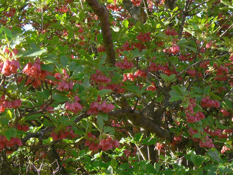 2010年5月28日の八幡つつじ開花状況_a0011690_945131.jpg