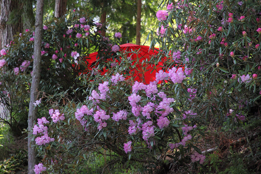 10.05.15：塩尻市の石楠花寺、常光寺 _c0007190_19491576.jpg