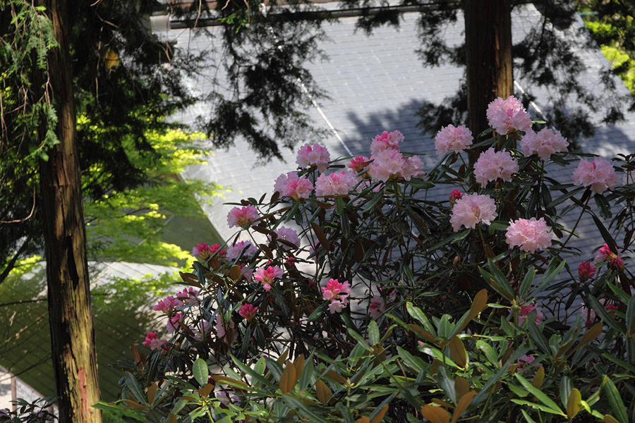 10.05.15：塩尻市の石楠花寺、常光寺 _c0007190_195052.jpg