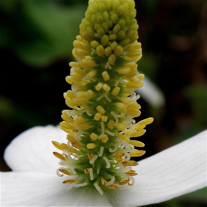 花弁を持たない花 ドクダミ 楽餓鬼