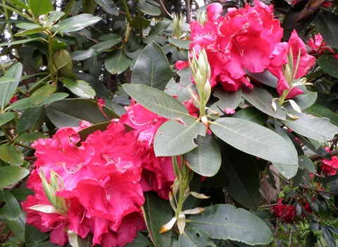 a0138198_10463221.jpg