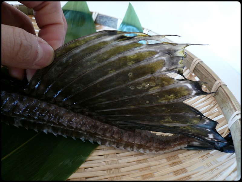 今日の魚　トクビレ_e0192200_9252367.jpg