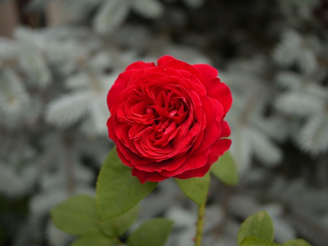 e0163202_1248243.jpg