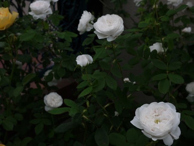 e0163202_1312826.jpg