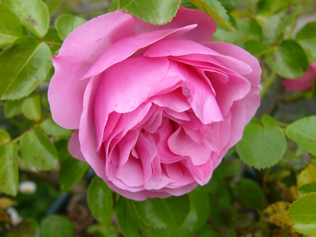 a0123003_21282256.jpg
