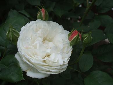 f0179203_13241282.jpg