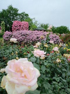 京成バラ園_c0001405_13163250.jpg