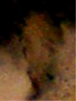 e0103408_1535025.gif