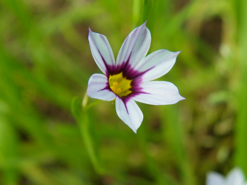 野の花_b0180709_21413552.jpg