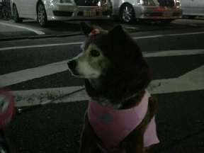 小岩バックインタイム_f0178313_1214790.jpg