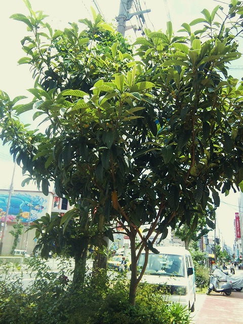 a0098418_0403619.jpg