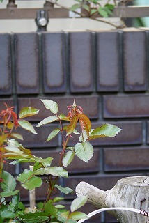 f0170524_88557.jpg