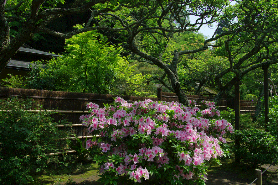 東慶寺から浄智寺へ_c0223825_16132370.gif