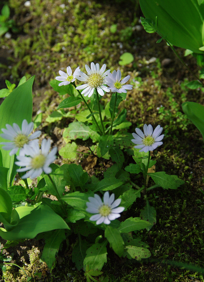 c0223825_16265554.gif