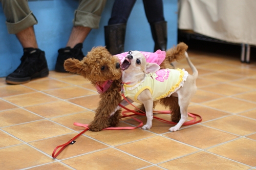 パピーパーティーMay,2010\'_e0191026_11493842.jpg
