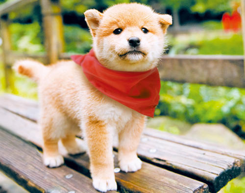 ずっとマメサイズならかわいいが 好きな俳優 今日の一枚