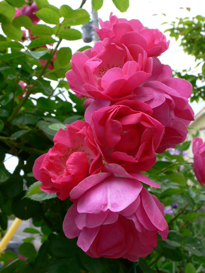 f0061334_0241320.jpg