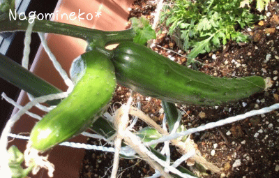 a0166338_1959585.gif