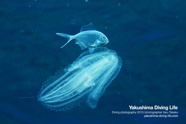 黒潮接近中!シマガツオ科の1種!_b0186442_19184931.jpg