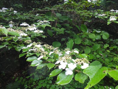 c0119142_6124015.jpg