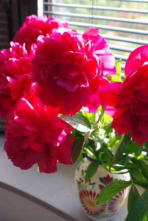 Pivoine_e0115350_572267.jpg