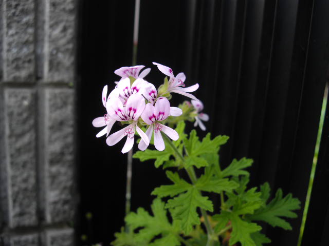 d0116059_11171382.jpg