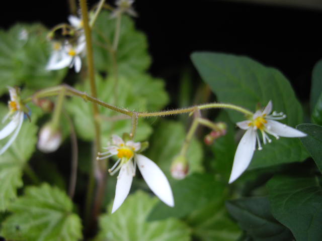 d0116059_1152819.jpg