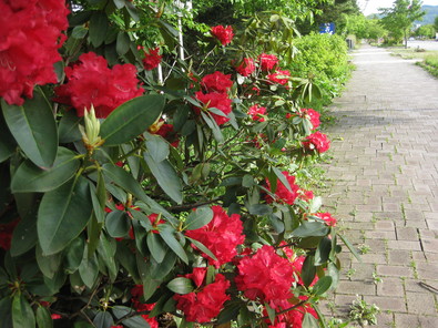 f0236260_15459.jpg