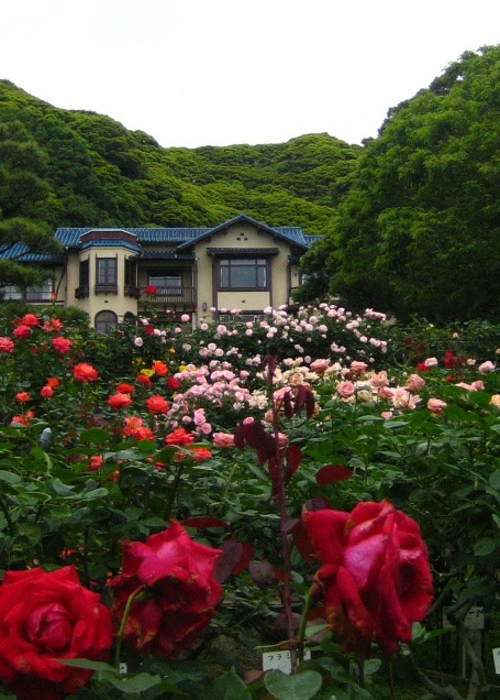 Beautiful roses ： 鎌倉文学館_a0160166_2142370.jpg