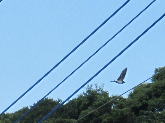 b0182884_23231342.jpg