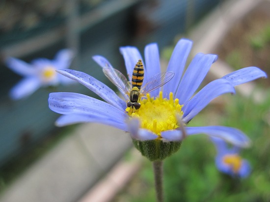 b0182884_7273913.jpg
