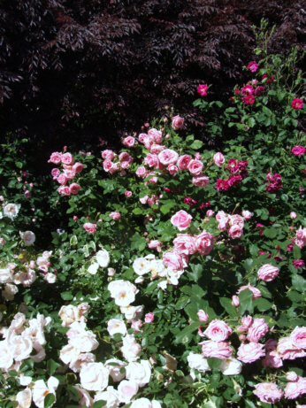 d0099791_1531240.jpg