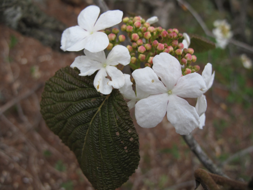 花情報_e0120896_7105131.jpg