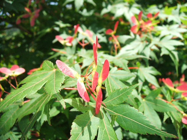 もみじのトンボ(?_?) : 己高庵日記