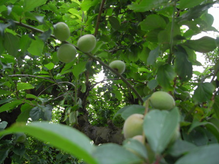 c0158597_11333487.jpg