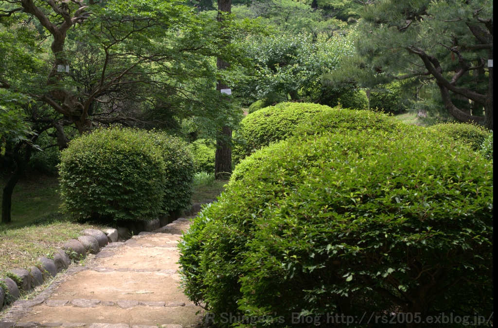 小石川植物園_c0025498_22275188.jpg