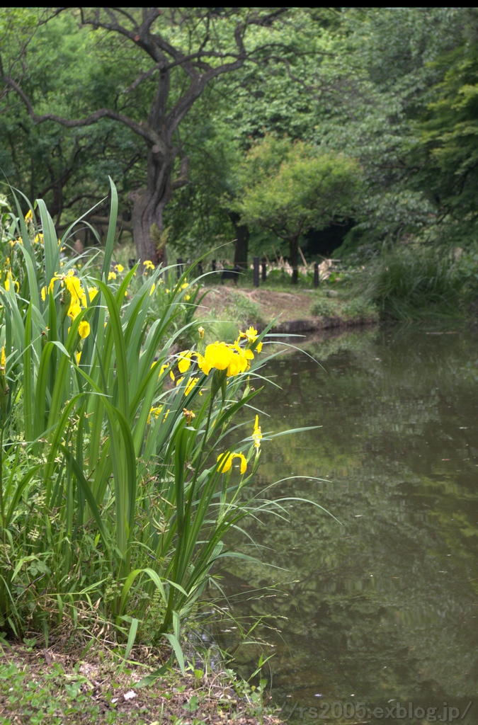 小石川植物園_c0025498_22283367.jpg