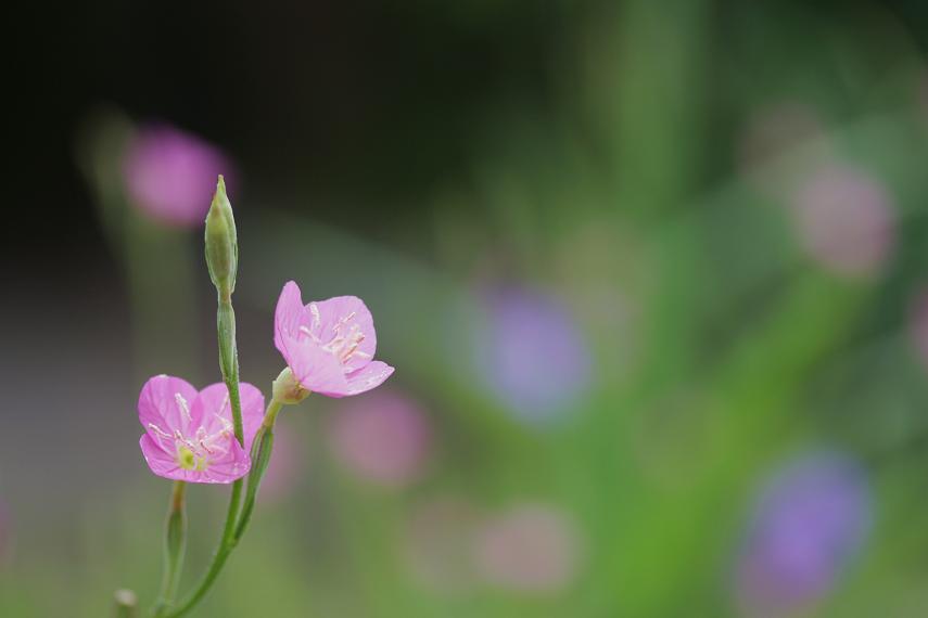 雅な名まえの野の花　・・・　≪　アカバナユウゲショウ　≫_a0140000_1791423.jpg