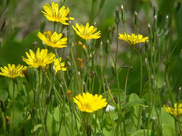 春の野の花_c0079001_17385042.jpg