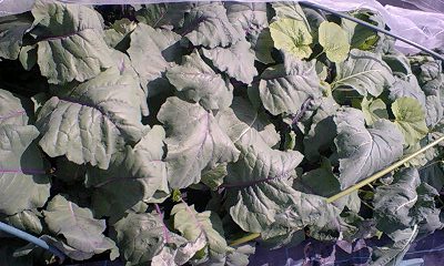 c0163102_20213053.jpg