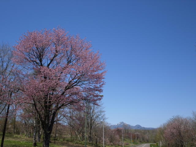 桜_f0020302_20523910.jpg