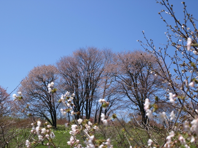 桜_f0020302_20525695.jpg