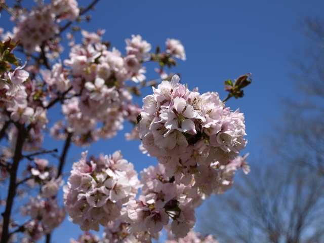 桜_f0020302_2053181.jpg