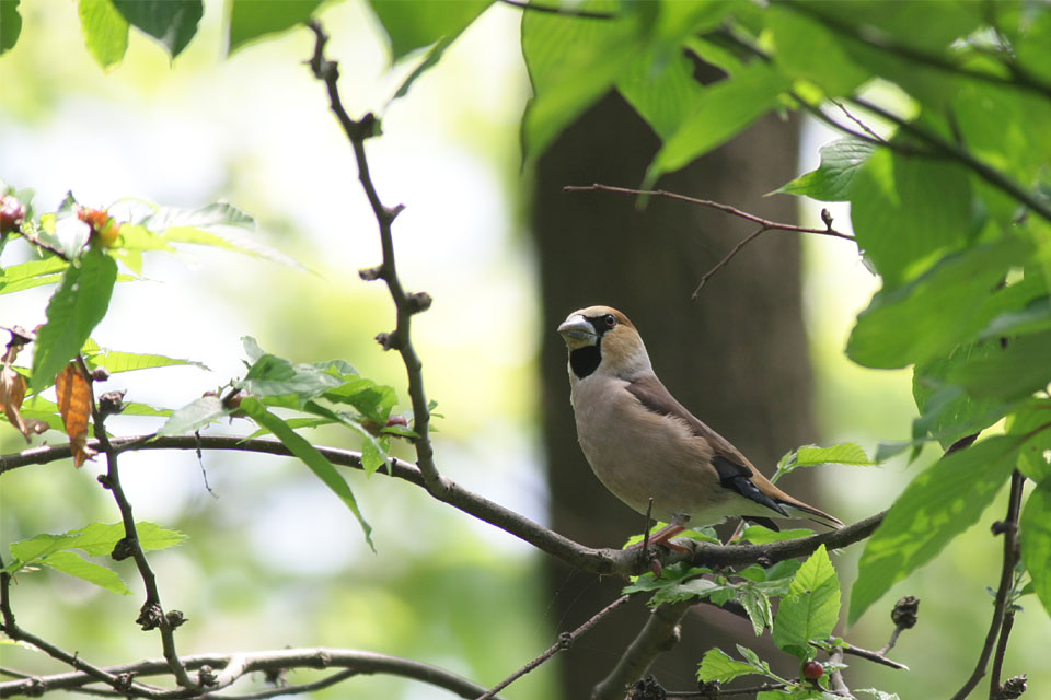 ５月の野鳥_f0095702_22144769.jpg