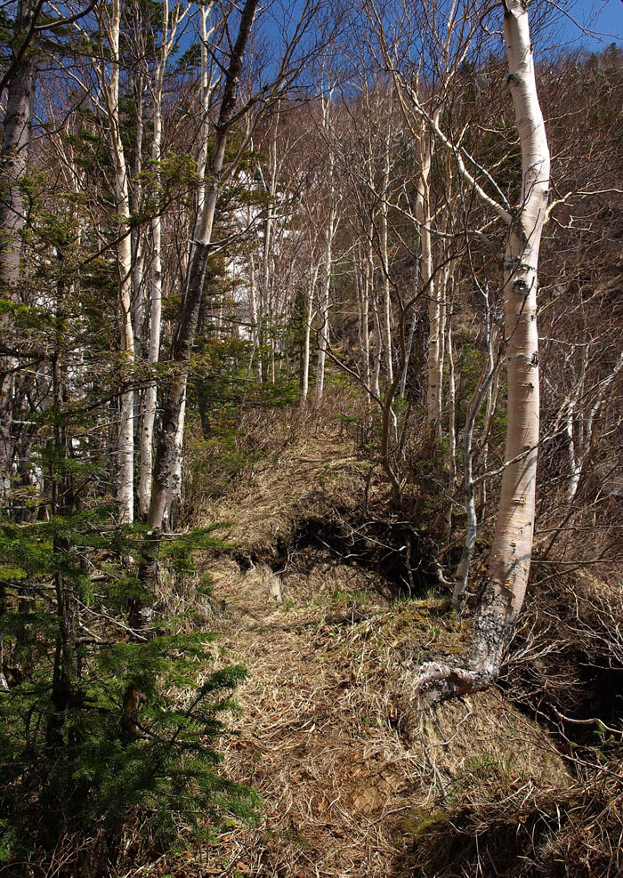 朝陽山(層雲峡パノラマ台登山口より)　　2010.5.23_f0200402_15531313.jpg