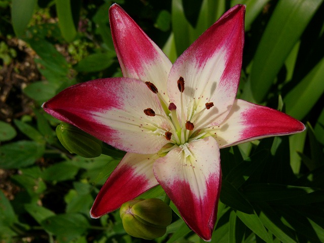 a0123003_21432649.jpg