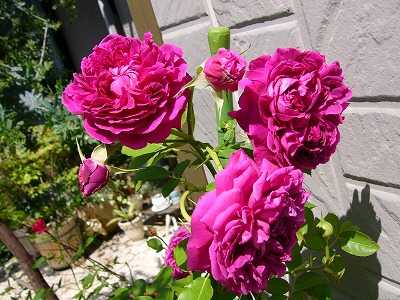 a0123003_2144475.jpg