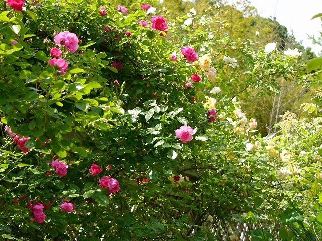 a0123003_2155980.jpg