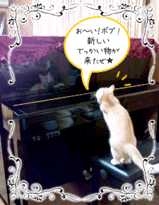 b0147203_64987.gif
